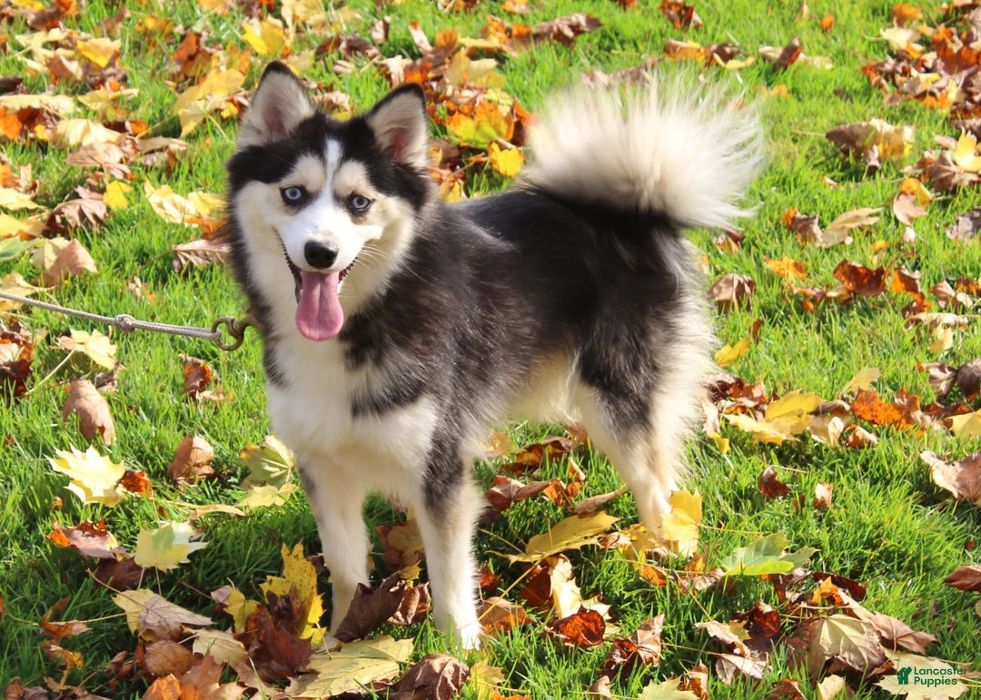 Pomsky dogs for sale: Chip - Image 6