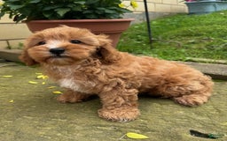 Cavapoo dogs for sale: Olivia - Image 5