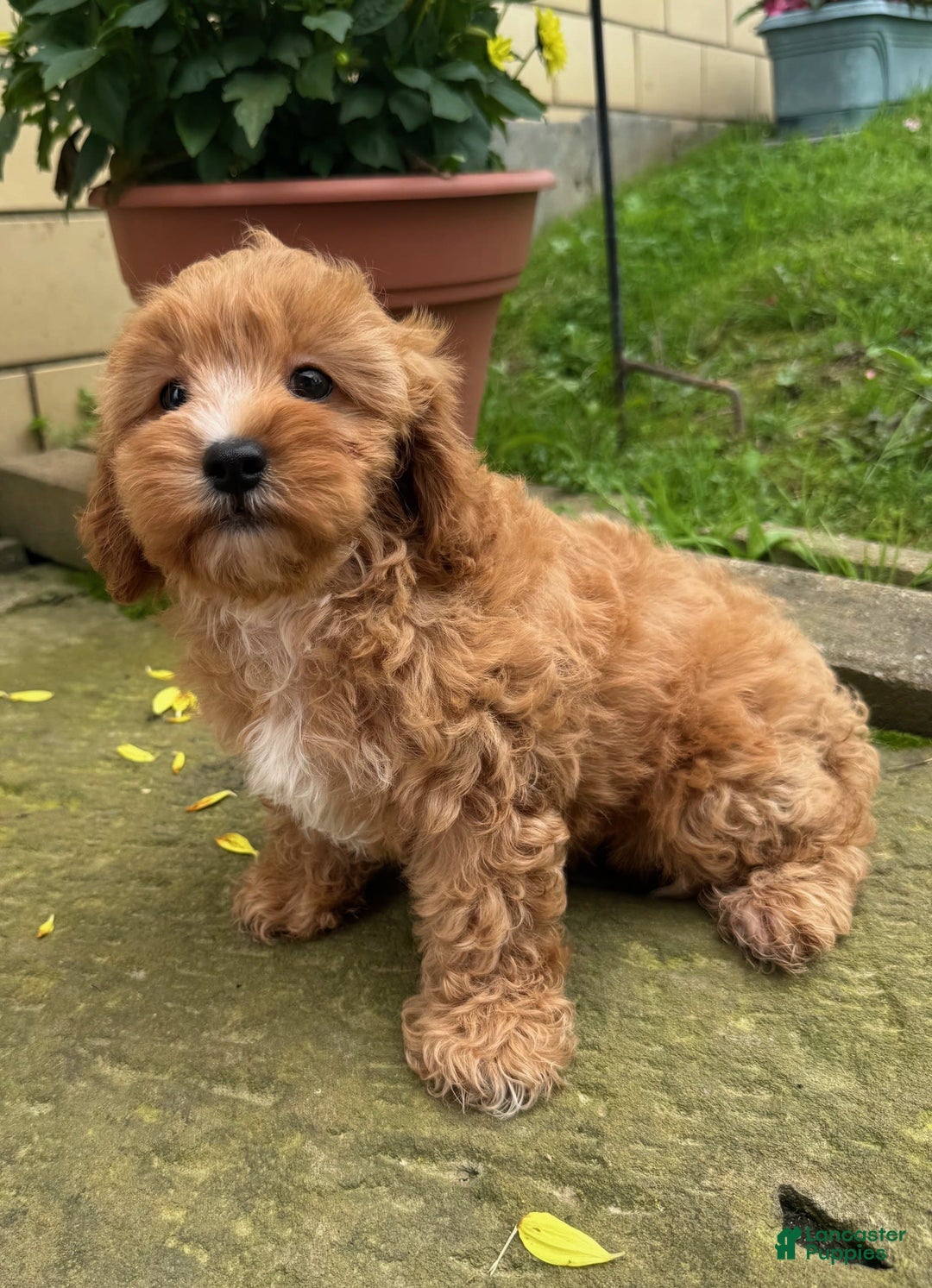 Cavapoo dogs for sale: Olivia - Image 5