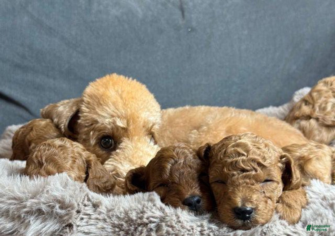 Toy Poodle dogs for sale: Bruno - Image 1