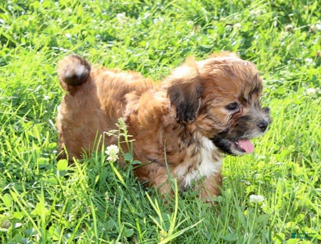 Shihpoo dogs for sale: Layla - Image 6