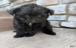 Pomapoo dogs for sale: Maddy - Image 3