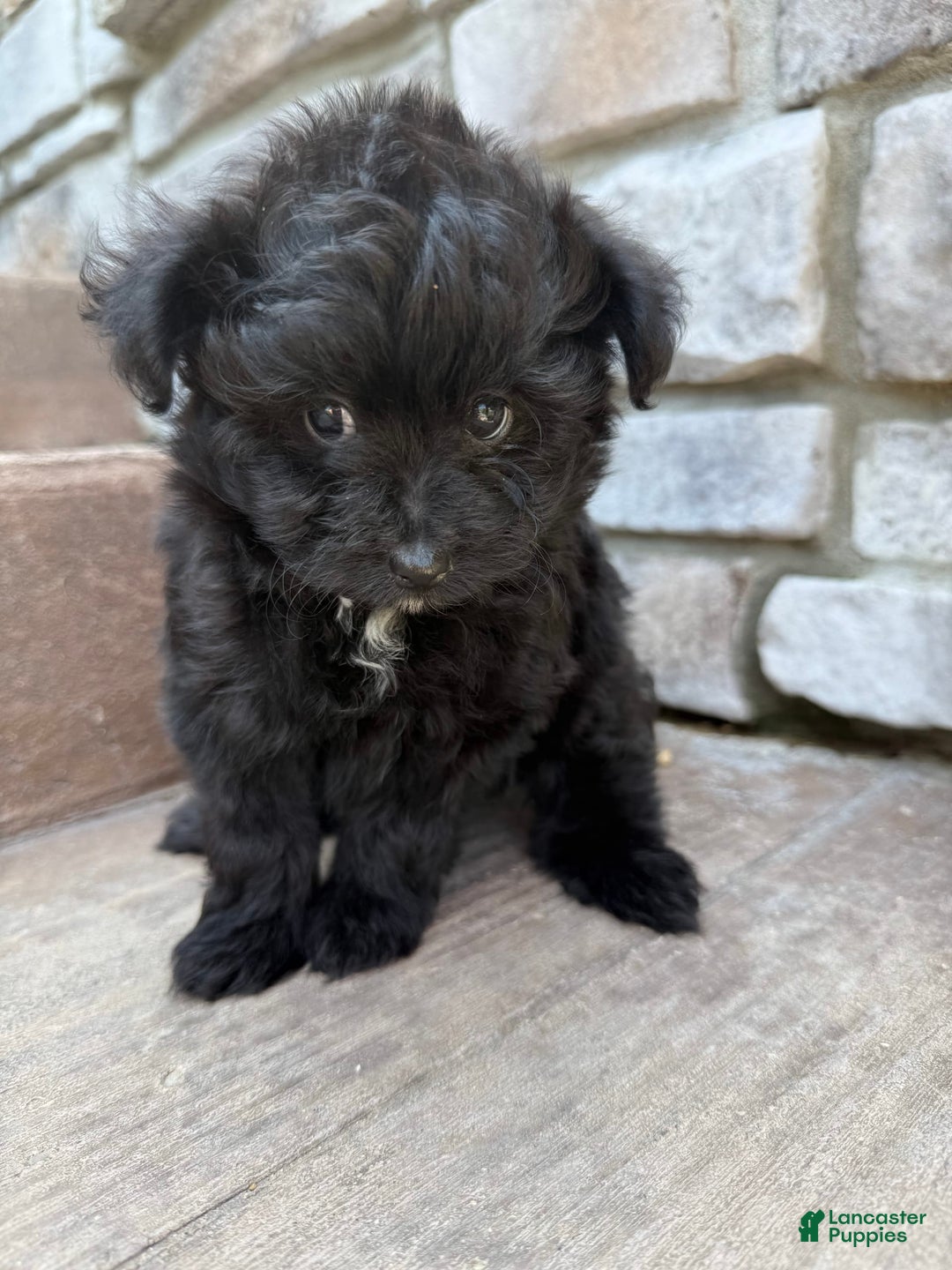 Pomapoo dogs for sale: Maddy - Image 3