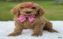 Goldendoodle dogs for sale: Emmy - Image 2