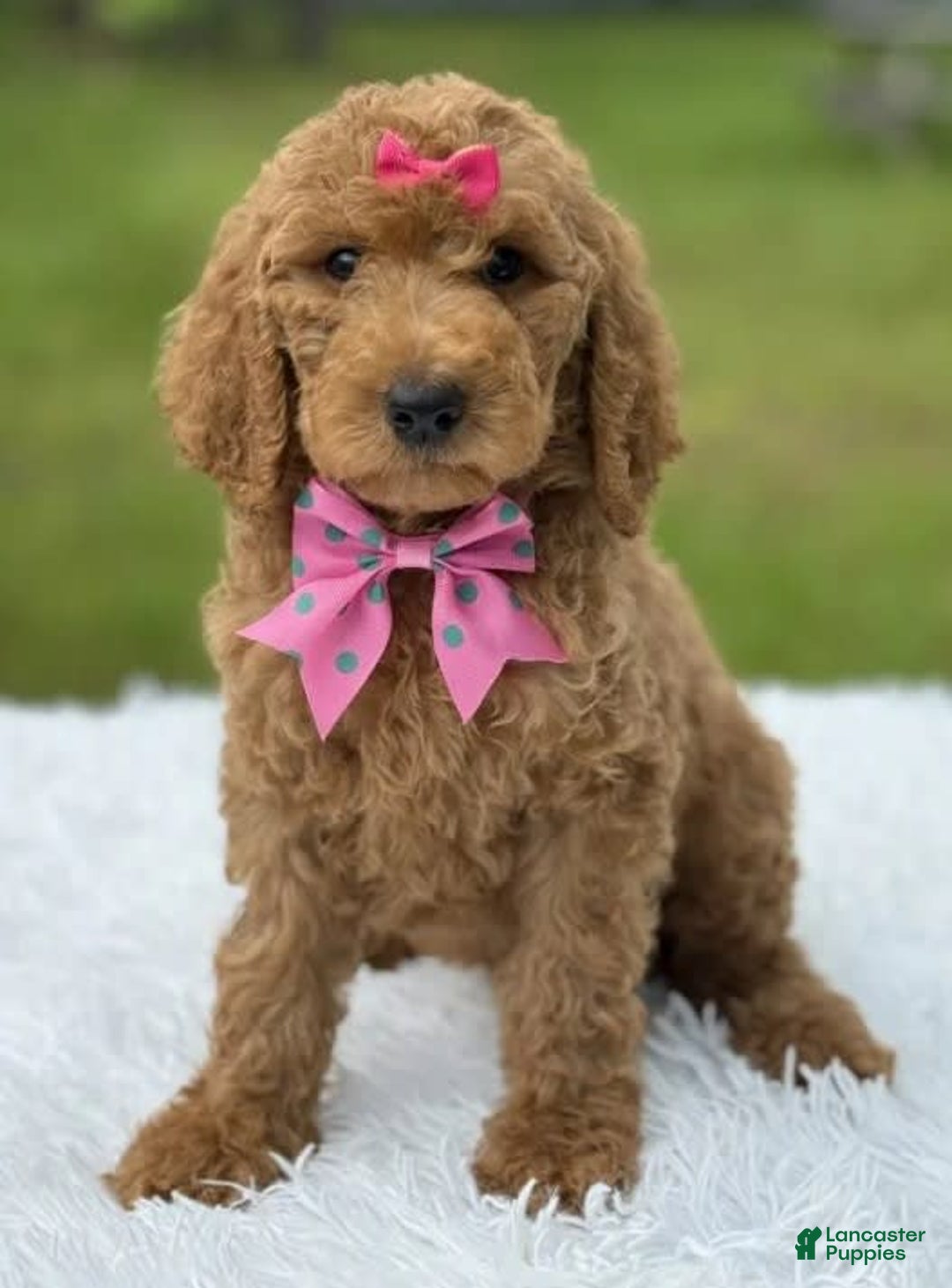 Goldendoodle dogs for sale: Emmy - Image 2