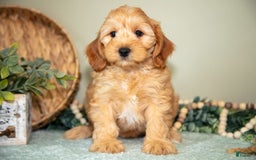 Mini Goldendoodle dogs for sale: Saria - Image 3