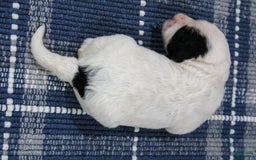 Mini Bernedoodle dogs for sale: Lennon - Image 4