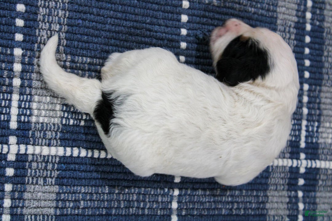 Mini Bernedoodle dogs for sale: Lennon - Image 4
