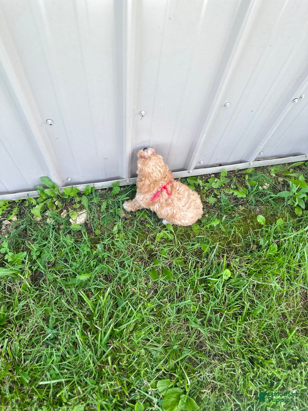 Bichpoo dogs for sale: Cashton - Image 3