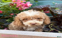 Mini Goldendoodle dogs for sale: Ronda - Image 1
