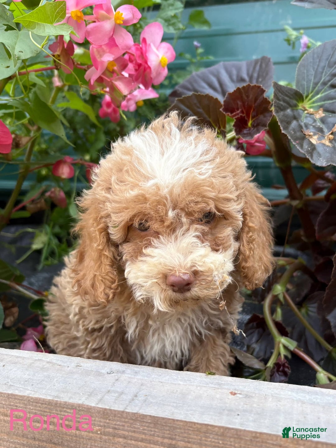 Mini Goldendoodle dogs for sale: Ronda - Image 1