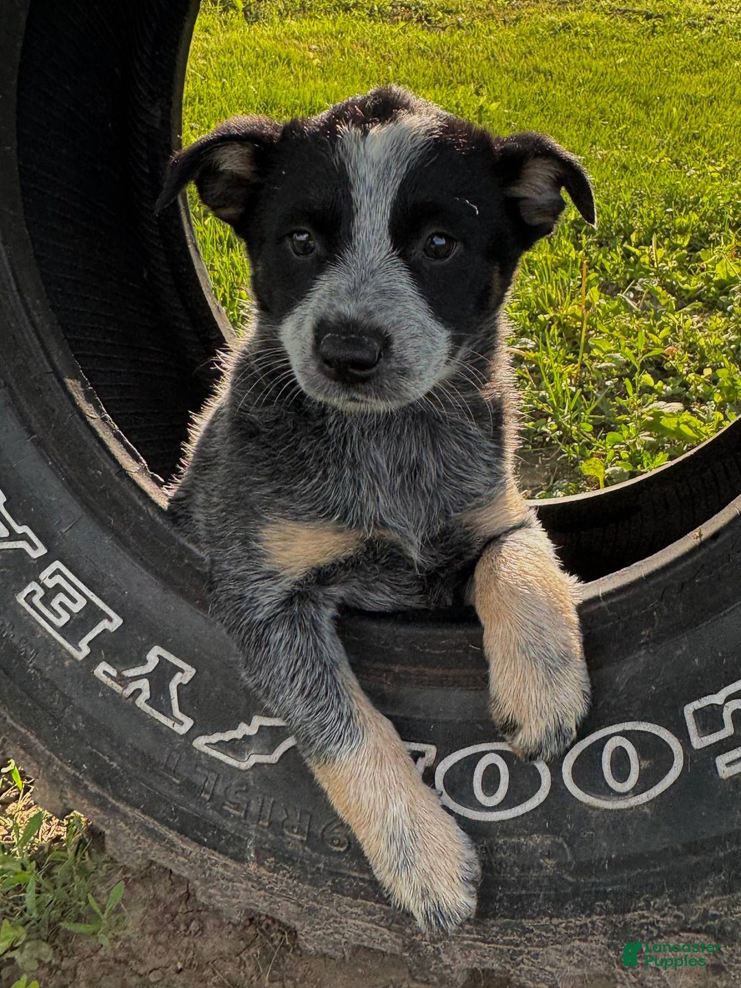 Australian Cattle Dog dogs for sale: Bae - Image 4