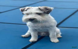 Miniature Schnauzer dogs for sale: Cloe - Image 7