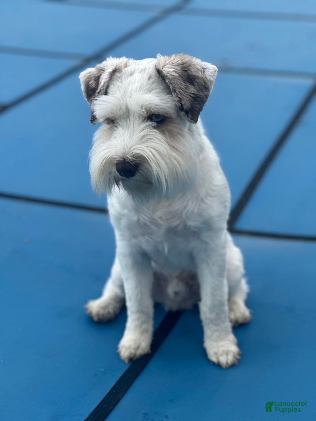 Miniature Schnauzer dogs for sale: Cloe - Image 7