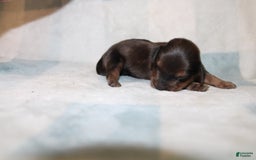 Miniature Dachshund dogs for sale: Milo Mini - Image 4