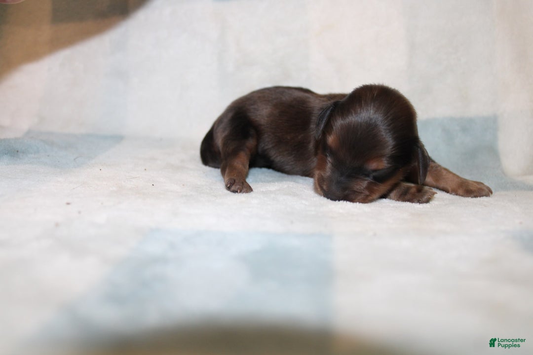 Miniature Dachshund dogs for sale: Milo Mini - Image 4
