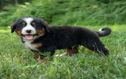 Bernese Mountain Dog dogs for sale: Samson - Image 2