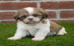 Shih Tzu dogs for sale: Hannah - Image 5