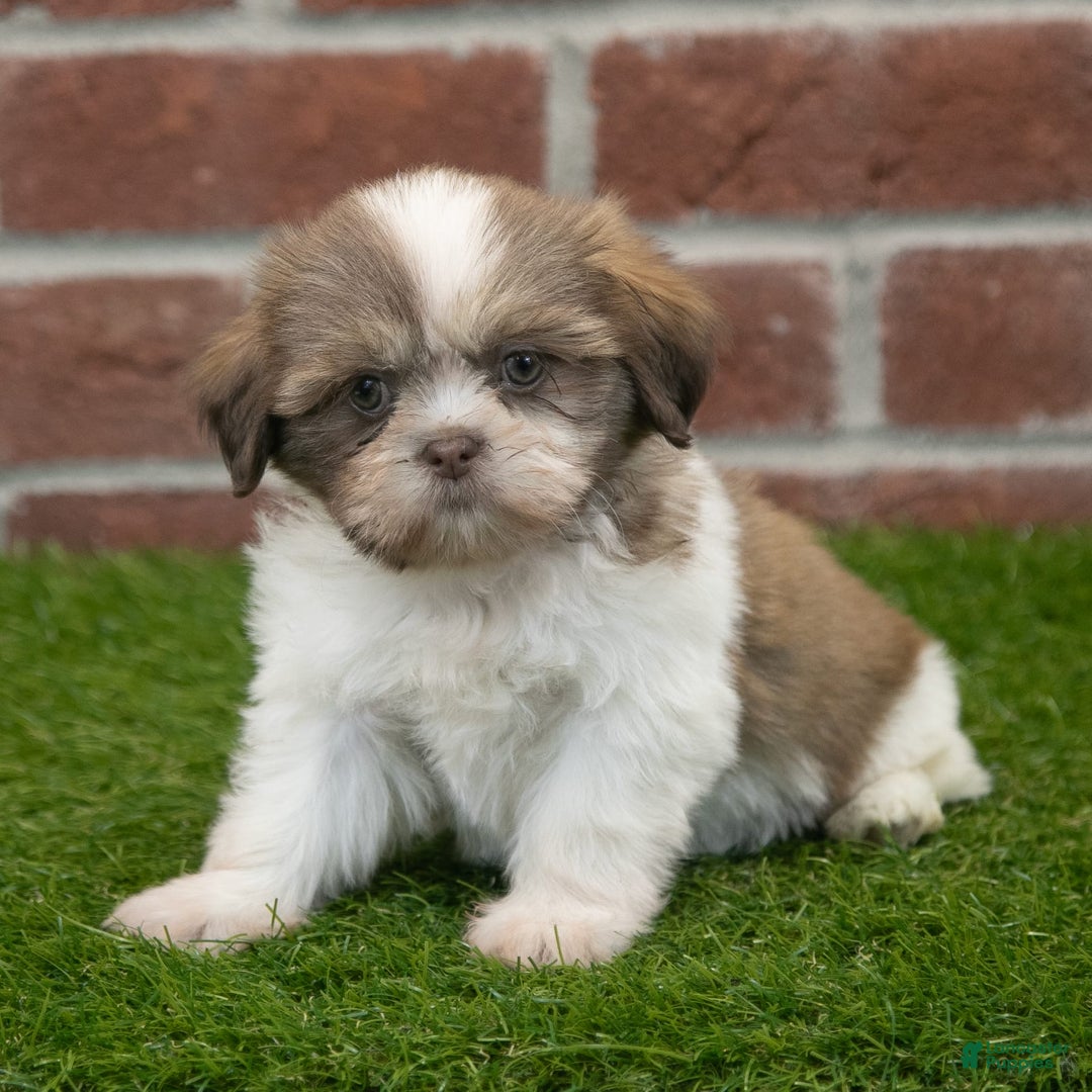 Shih Tzu dogs for sale: Hannah - Image 5