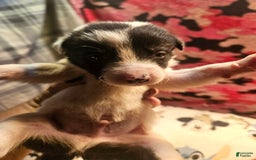 Border Collie dogs for sale: Fasti - Image 6