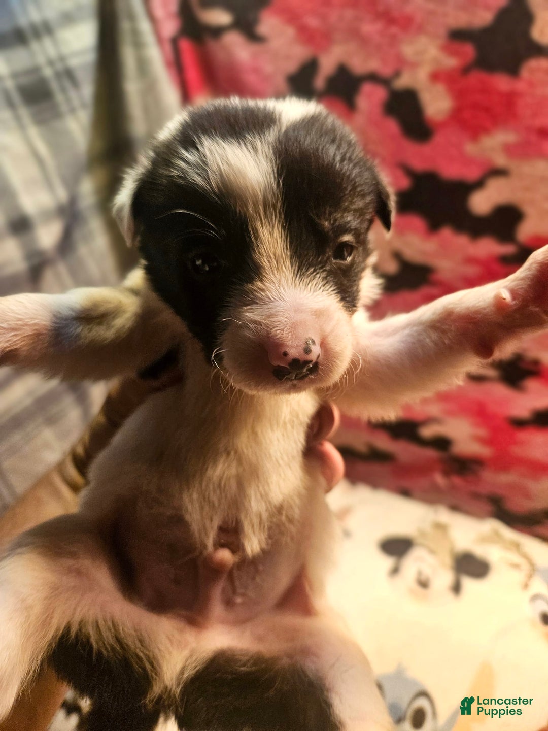 Border Collie dogs for sale: Fasti - Image 6