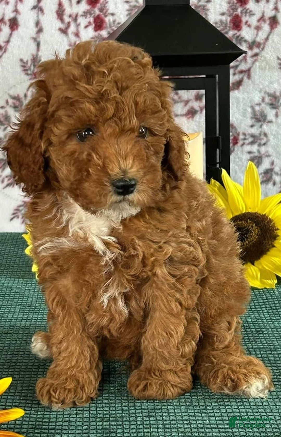 Toy Poodle dogs for sale: Terry - Image 1