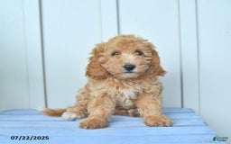 Mini Goldendoodle dogs for sale: Moxie - Image 2