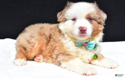 Miniature Australian Shepherd dogs for sale: Jamie - Image 1