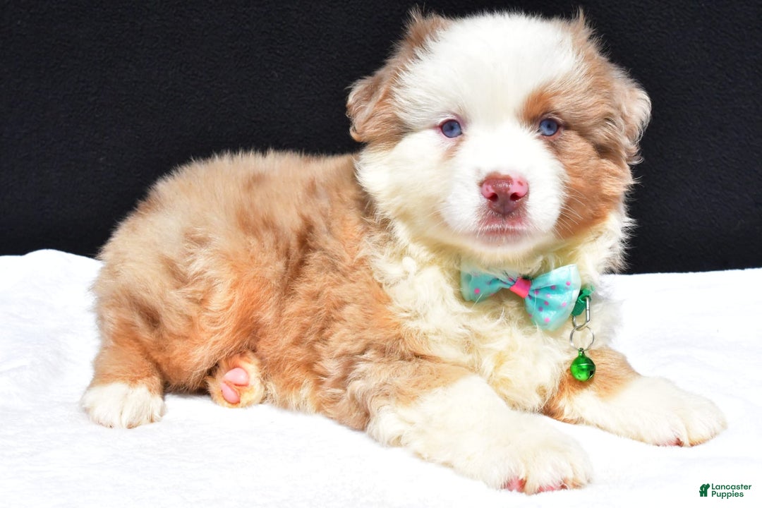 Miniature Australian Shepherd dogs for sale: Jamie - Image 1