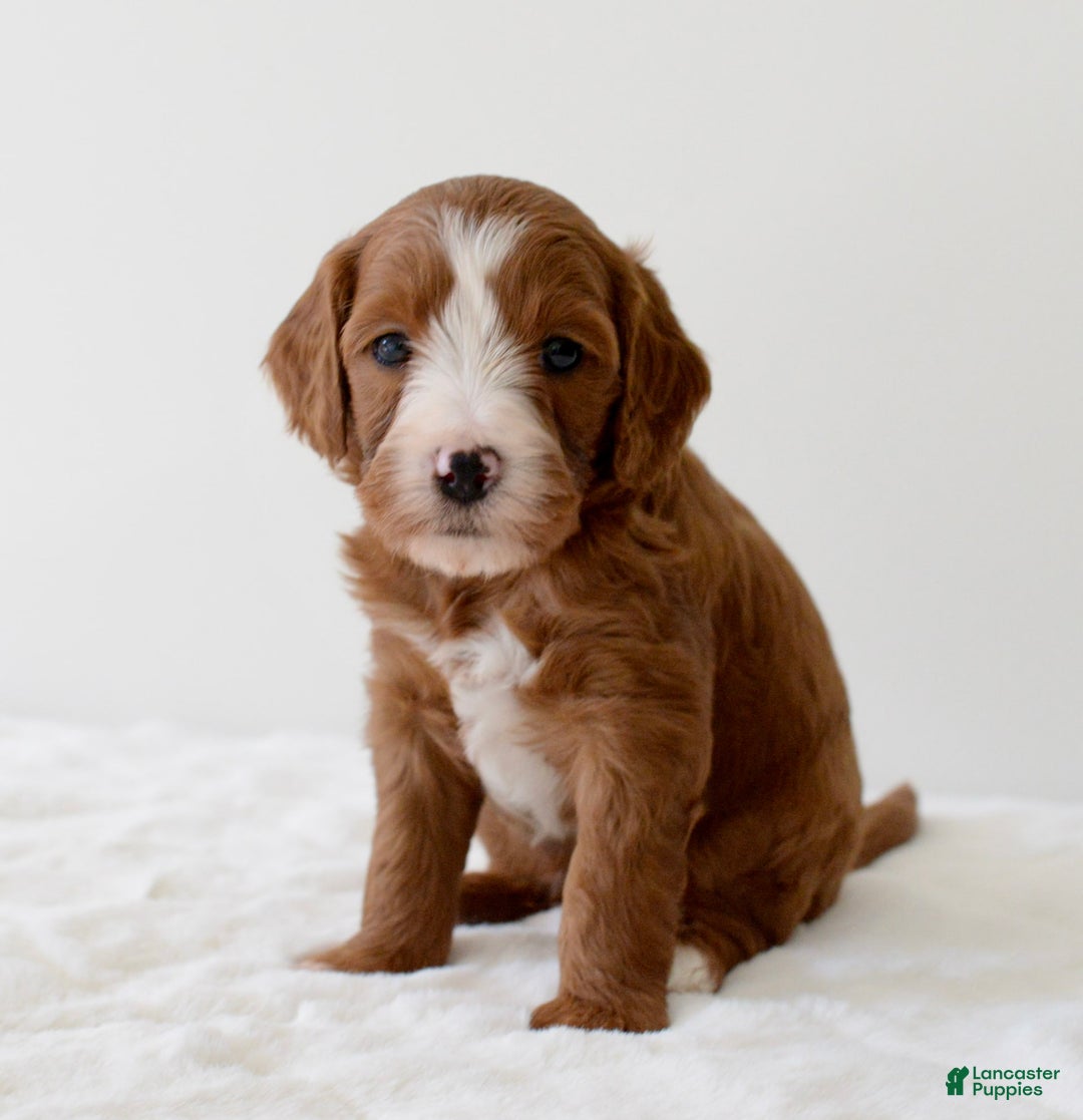 Mini Goldendoodle dogs for sale: Ranger - Image 9