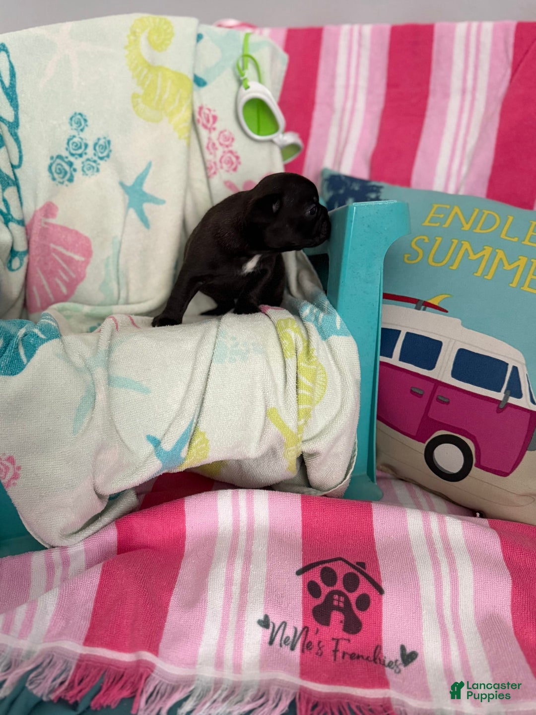 French Bulldog dogs for sale: Akc Black W Sable Overtones - Image 7