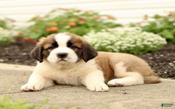 Saint Bernard dogs for sale: Charles - Image 2