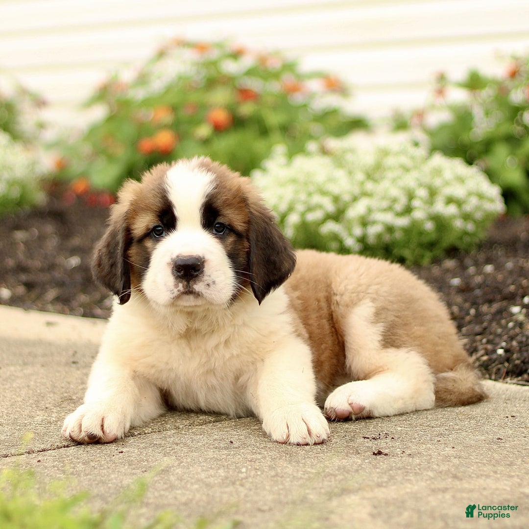 Saint Bernard dogs for sale: Charles - Image 2