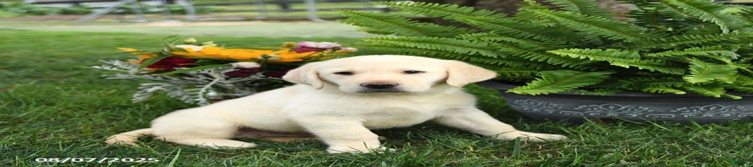 Sarge