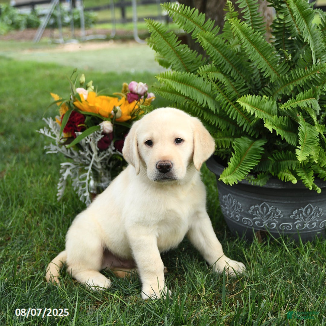 Goldador dogs for sale: Sarge - Image 1