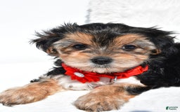 Morkie dogs for sale: Jana  Teacup - Image 7