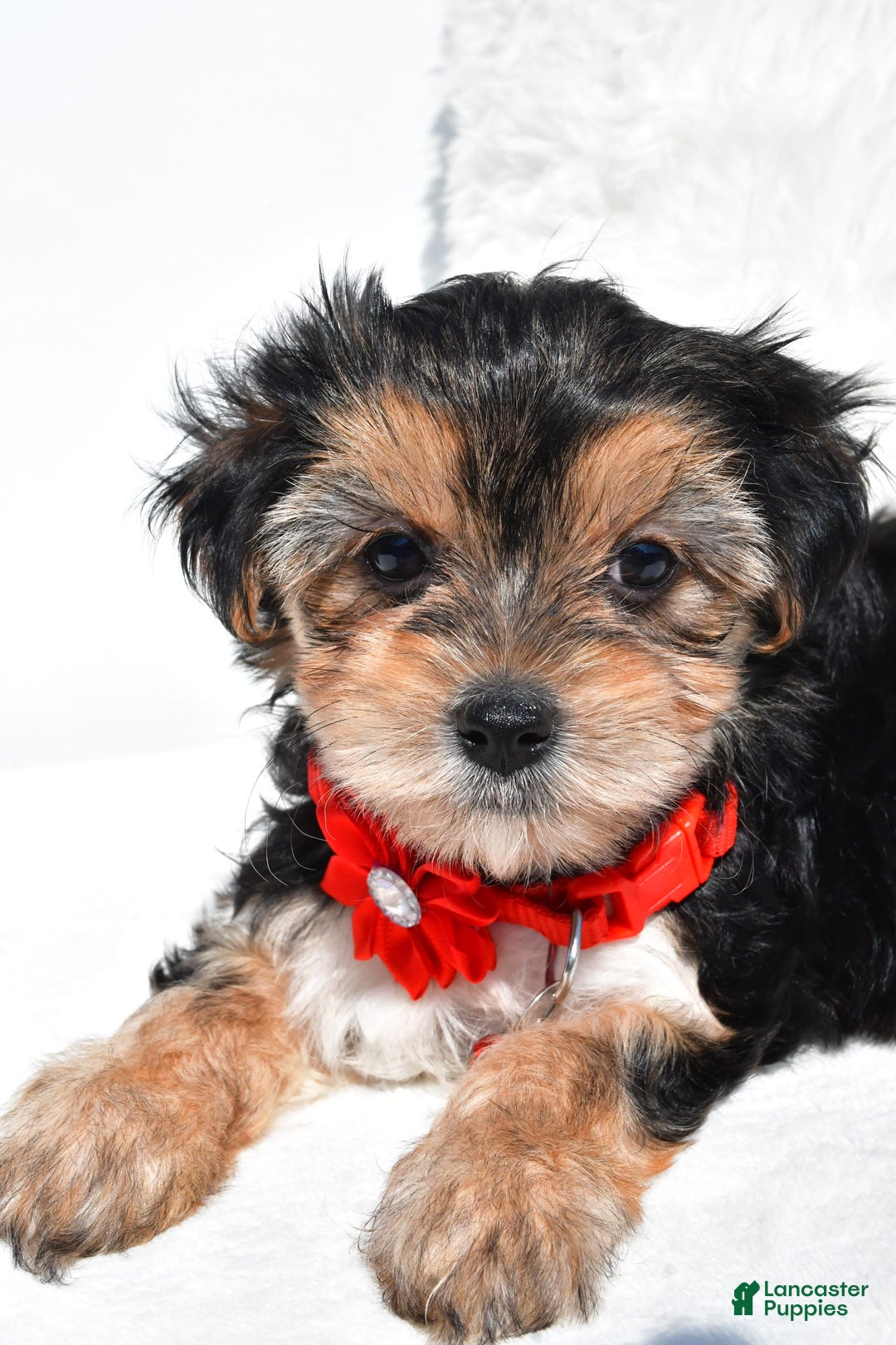 Morkie dogs for sale: Jana  Teacup - Image 7