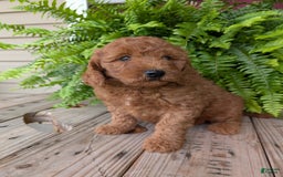 Mini Goldendoodle dogs for sale: Mini -kobe - Image 29