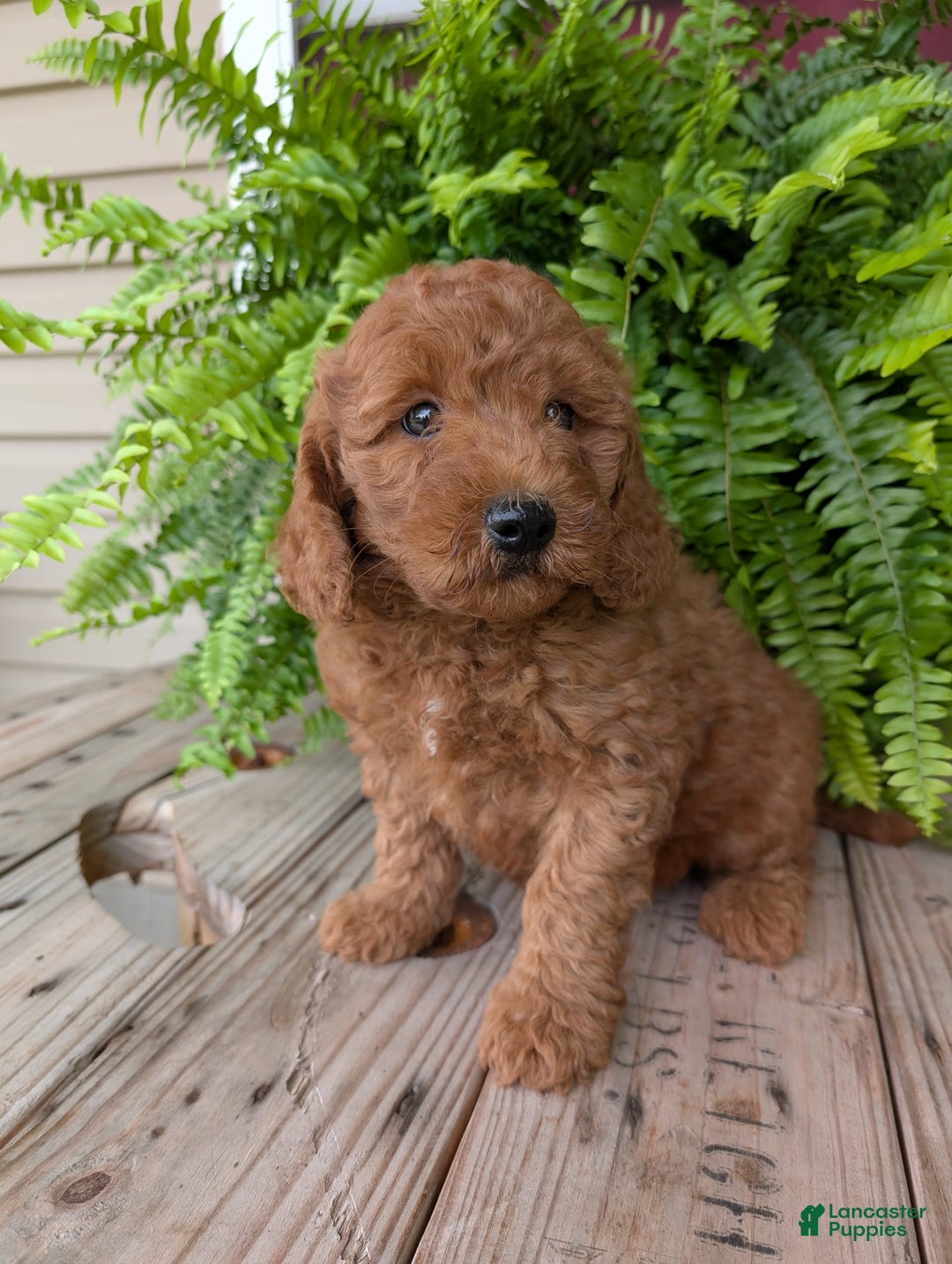 Mini Goldendoodle dogs for sale: Mini -kobe - Image 29