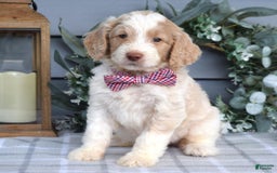 Goldendoodle dogs for sale: Audi - Image 1