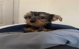 Yorkshire Terrier dogs for sale: Cash - Image 11