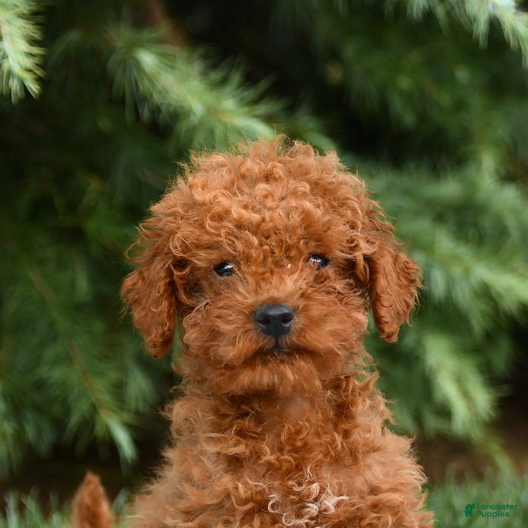 Mini Goldendoodle dogs for sale: Georgia - Image 7