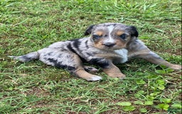 Australian Shepherd dogs for sale: Bat Masterson - Image 3