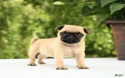 Pug dogs for sale: Sport - Image 6