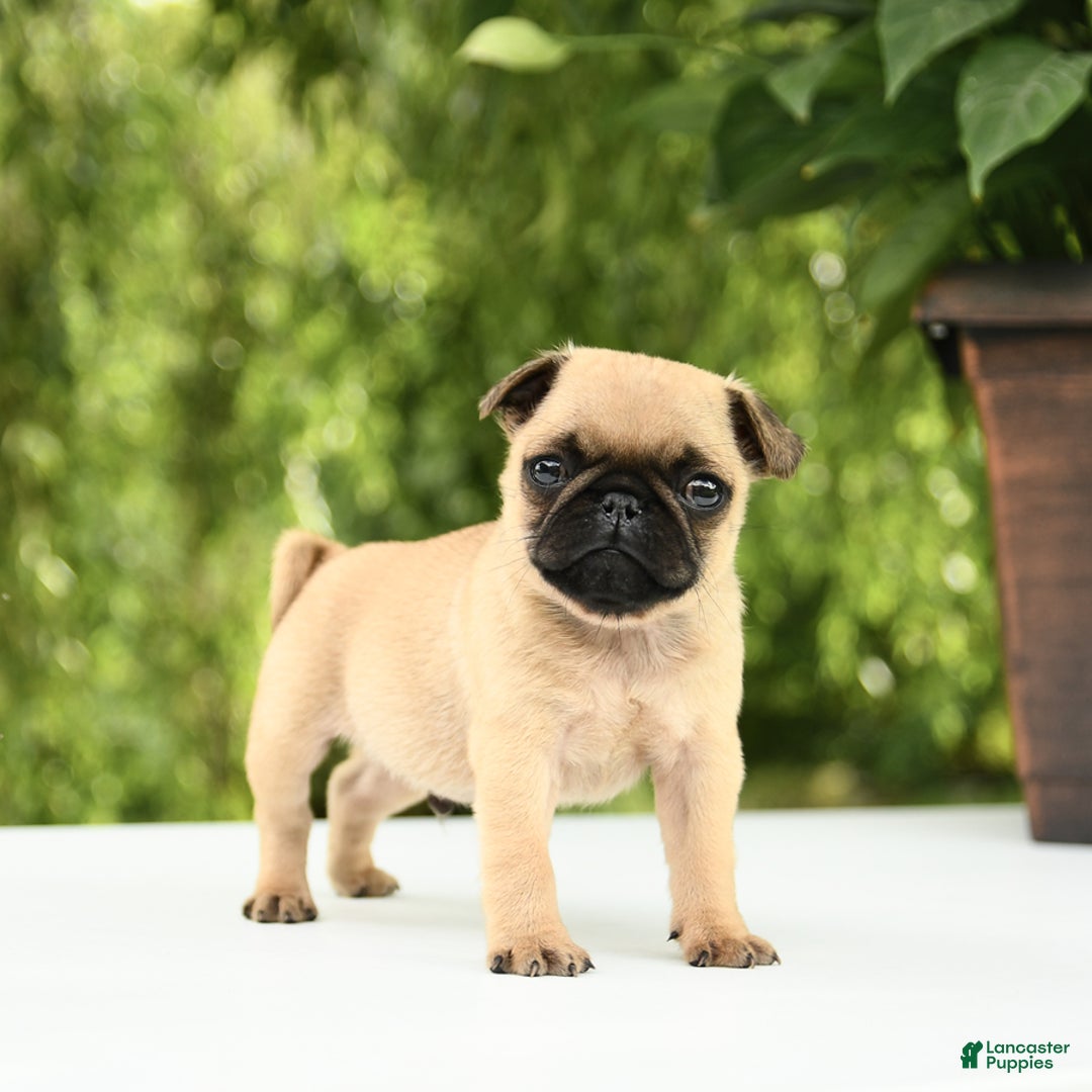 Pug dogs for sale: Sport - Image 6