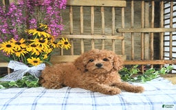 Cavapoo dogs for sale: Freya - Image 1