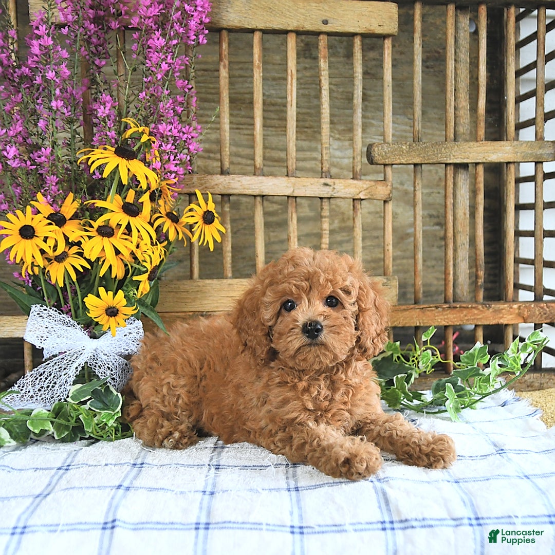 Cavapoo dogs for sale: Freya - Image 1