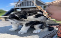 Goberian dogs for sale: Glacier - Image 4