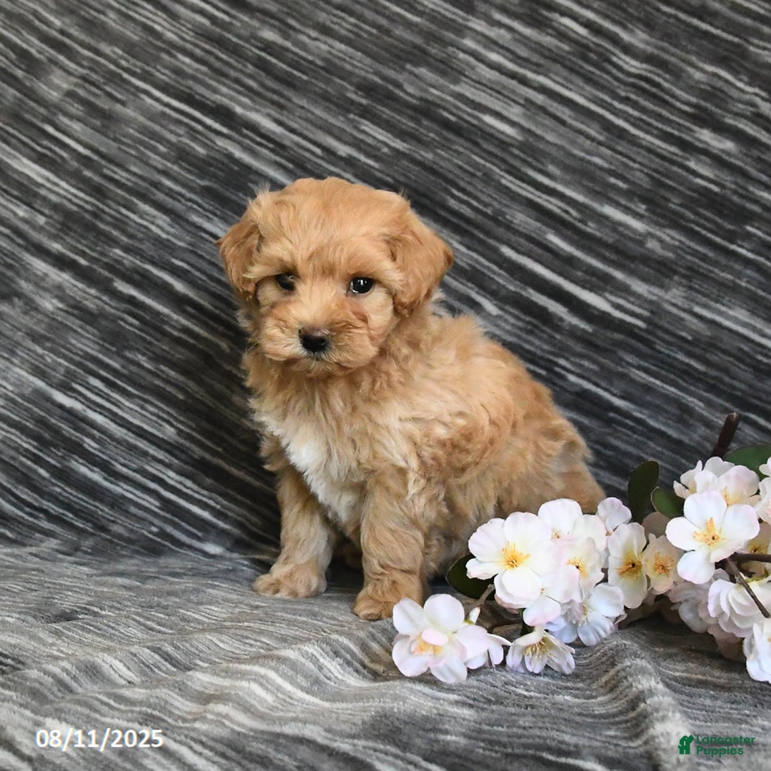 Maltipoo dogs for sale: Tiny - Image 5
