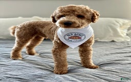 Standard Poodle dogs for sale: Harbor / Purple Girl - Image 3